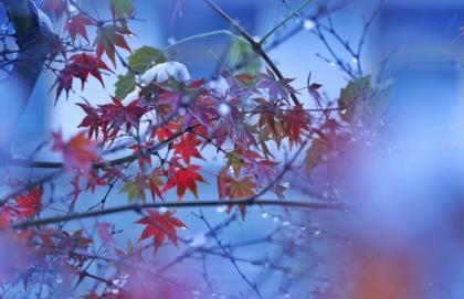 寒露节气经典祝福语